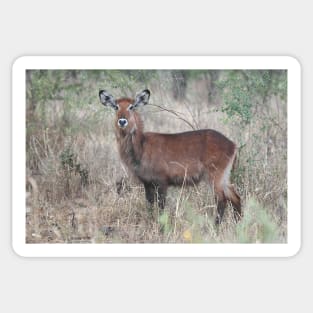 Defassa Waterbuck, Serengeti National Park, Tanzania. Sticker